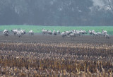 Kraanvogel / Common Crane (Diepholz)