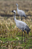 Kraanvogel / Common Crane (Diepholz)