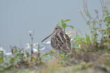 Watersnip / Common Snipe (de Oelemars)