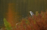 Blauwe Reiger / Grey Heron (de Oelemars)