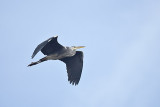 Blauwe Reiger / Grey Heron (Kristalbad / Hengelo)