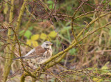 Kramsvogel / Fieldfare (Winterberg)