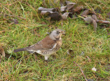 Kramsvogel / Fieldfare (Winterberg)