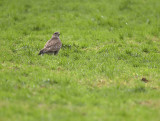 Buizerd / Common Buzzard (Winterberg)