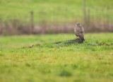 Buizerd / Common Buzzard (Winterberg)