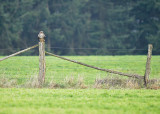 Buizerd / Common Buzzard (Winterberg)