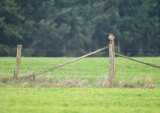 Buizerd / Common Buzzard (Winterberg)