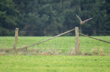 Buizerd / Common Buzzard (Winterberg)