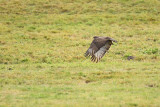 Buizerd / Common Buzzard (Winterberg)