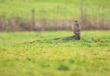 Buizerd / Common Buzzard (Winterberg)