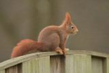 Eekhoorn / Squirrel (Eigen tuin / Own garden