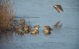 Watersnip / Common Snipe (de Oelemars)