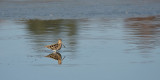 Watersnip / Common Snipe (de Oelemars)