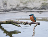 IJsvogel / Common Kingfisher (de Oelemars)