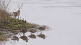 Watersnip / Common Snipe (de Oelemars)