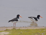 Scholekster / Eurasian Oystercatcher (de Oelemars)