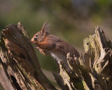 Eekhoorn / Squirrel (Hof van Twente)