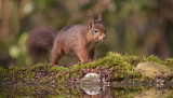 Eekhoorn / Squirrel (Hof van Twente)