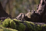 Zwartkop-Vrouwtje / Eurasian Blackcap (Hof van Twente)