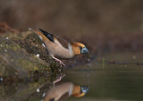 Appelvink / Hawfinch (Lemele HBN-hut 3)