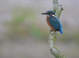 IJsvogel / Common Kingfisher (de Oelemars)