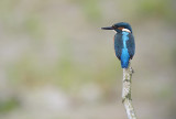 IJsvogel / Common Kingfisher (de Oelemars)