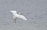 Kleine Zilverreiger / Little Egret (Oelemars)