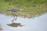 Blauwe Reiger / Grey Heron (de Oelemars)