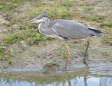 Blauwe Reiger / Grey Heron (de Oelemars)