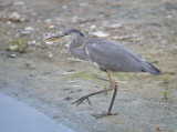 Blauwe Reiger / Grey Heron (de Oelemars)