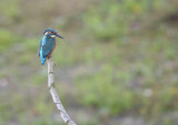 IJsvogel / Common Kingfisher (de Oelemars)