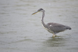 Blauwe Reiger / Grey Heron (de Oelemars)