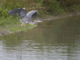 Blauwe Reiger / Grey Heron (de Oelemars)