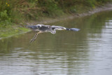 Blauwe Reiger / Grey Heron (de Oelemars)
