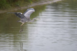 Blauwe Reiger / Grey Heron (de Oelemars)