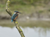 IJsvogel / Common Kingfisher (de Oelemars)