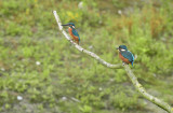IJsvogel / Common Kingfisher (de Oelemars)