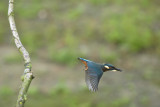 IJsvogel / Common Kingfisher (de Oelemars)
