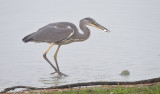 Blauwe Reiger / Grey Heron (de Oelemars)