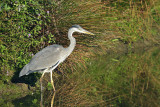Blauwe Reiger / Grey Heron (de Oelemars)