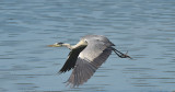 Blauwe Reiger / Grey Heron (de Oelemars)