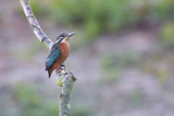 IJsvogel / Common Kingfisher (de Oelemars)