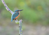 IJsvogel / Common Kingfisher (de Oelemars)