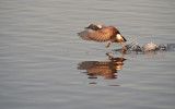 DSC_1739 (de Starrevaart)