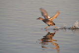 DSC_1740 (de Starrevaart)