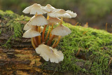 DSC_2371 (Leuvenumsebos)