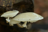 Porseleinzwam (Leuvenumsebos)