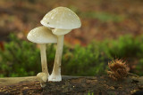 Porseleinzwam (Leuvenumsebos)