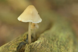 DSC_2456 (Leuvenumsebos)