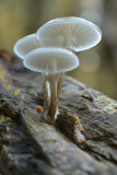 Porseleinzwam (Leuvenumsebos)